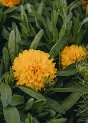 Coreopsis Coreopsis Golden Sphere