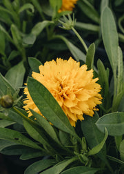 Coreopsis Coreopsis Golden Sphere