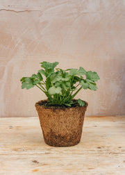 Hairy Pot Coriander, 1L