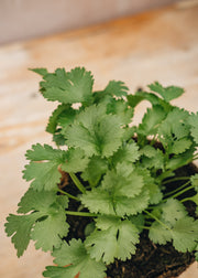 Hairy Pot Coriander, 1L