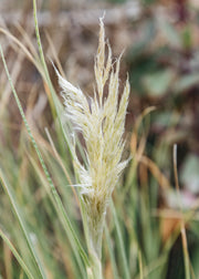 Cortaderia Cortaderia Mini Pampas, 5L