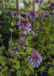 Corydalis Corydalis calycosa, 2/3L