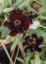 Cosmos Cosmos atrosanguineus, 1.5L