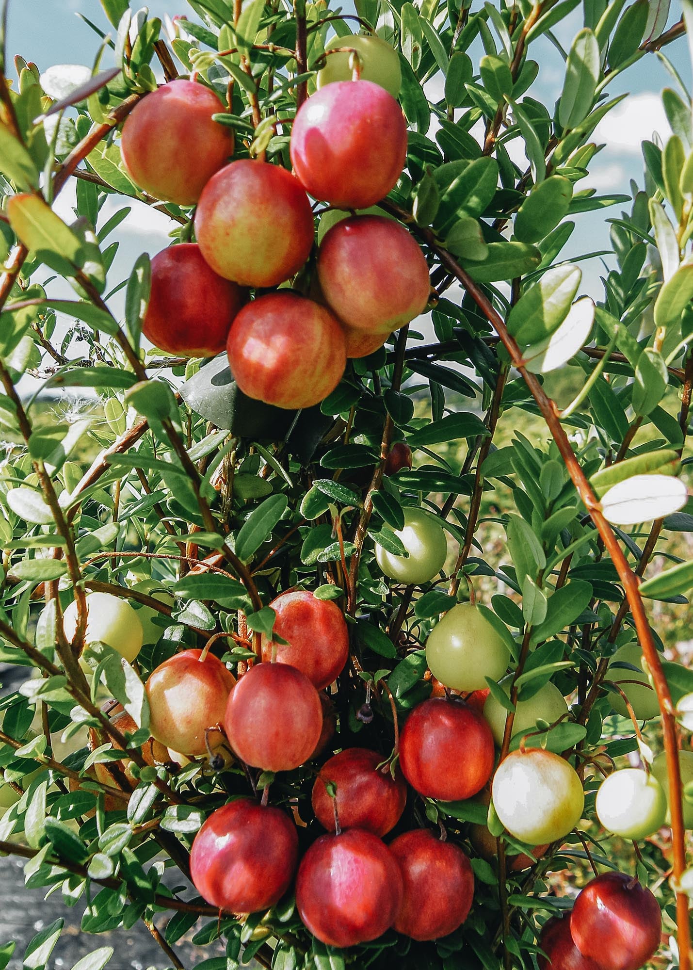 Vaccinium macrocarpon Pilgrim (Cranberry) – Burford Garden Co.