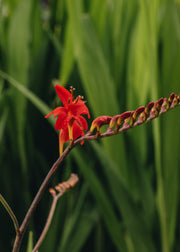 Crocosmia Crocosmia x crocosmiiflora Lucifer AGM, 2/3L