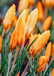 Crocus Orange Monarch Bulbs