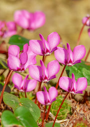 Cyclamen Coum, pack of 5 Bulbs