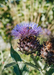 Cardoon Cynara Cardunculus