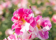 David Austin Roses Rosa The King's Rose™