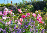 David Austin Roses Rosa The King's Rose™