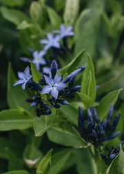 Amsonia Amsonia Blue Ice