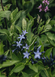 Amsonia Amsonia Blue Ice