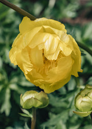 Trollius Trollius Lemon Queen