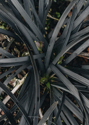 Oriopgon Ophiopogon Nigrescens, 2/3L