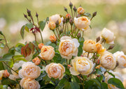 David Austin Roses Rosa Dannahue®