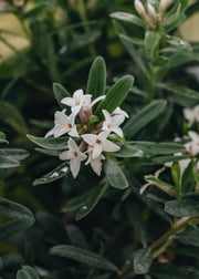 Daphne Daphne transatlantica Eternal Fragrance AGM