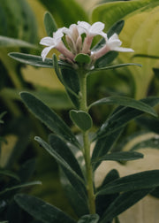 Daphne Daphne transatlantica Eternal Fragrance AGM