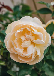 David Austin Roses Rosa Dannahue