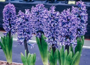 Taylors Bulbs Indoor Hyacinth Delft Blue Bulbs, pack of five