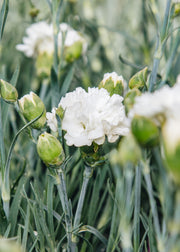 Dianthus Dianthus Memories, 1.5L