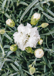 Dianthus Dianthus Memories, 1.5L