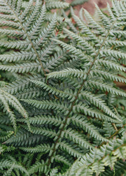 Dryopteris Dryopteris Affinis, 5L