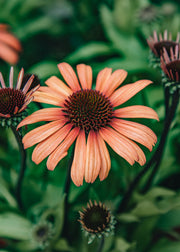 Echinacea Echinacea Moodz Devotion, 2/3L