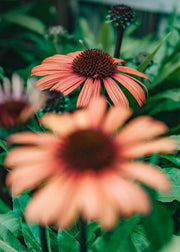 Echinacea Echinacea Moodz Devotion, 2/3L