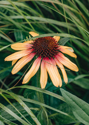 Echinacea Echinacea Tequila Sunrise