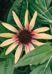 Echinacea Echinacea Tequila Sunrise