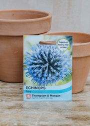 Thompson & Morgan Echinops Ritro Seeds