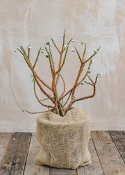 Edgeworthia Edgeworthia Chrysantha Grandiflora, 12L