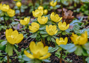Eranthis Cilicica Bulbs