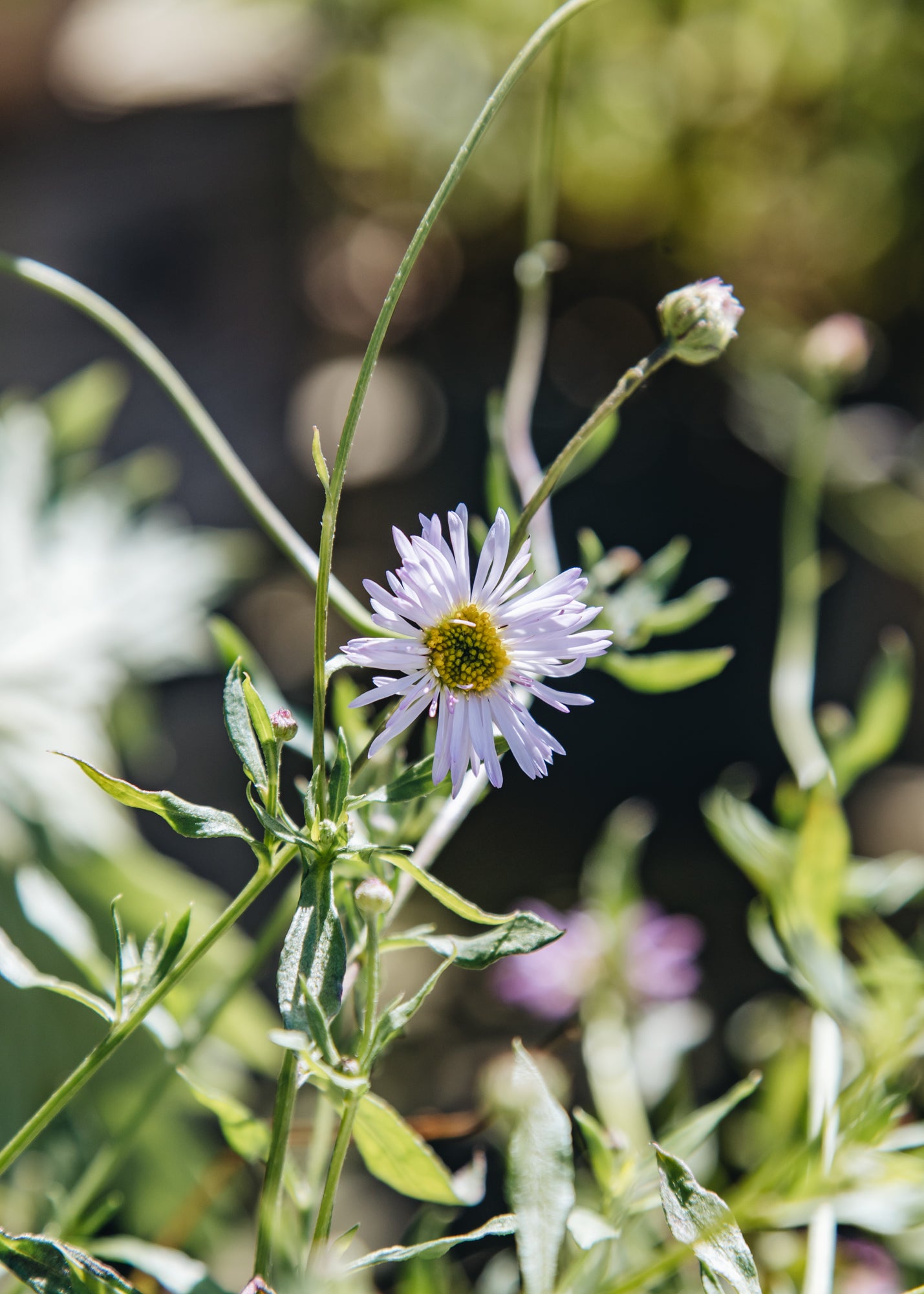 erigeron lavender lady seeds Erigeron karvinskianus 'Lavender Lady', 2/3L – Burford Garden Co