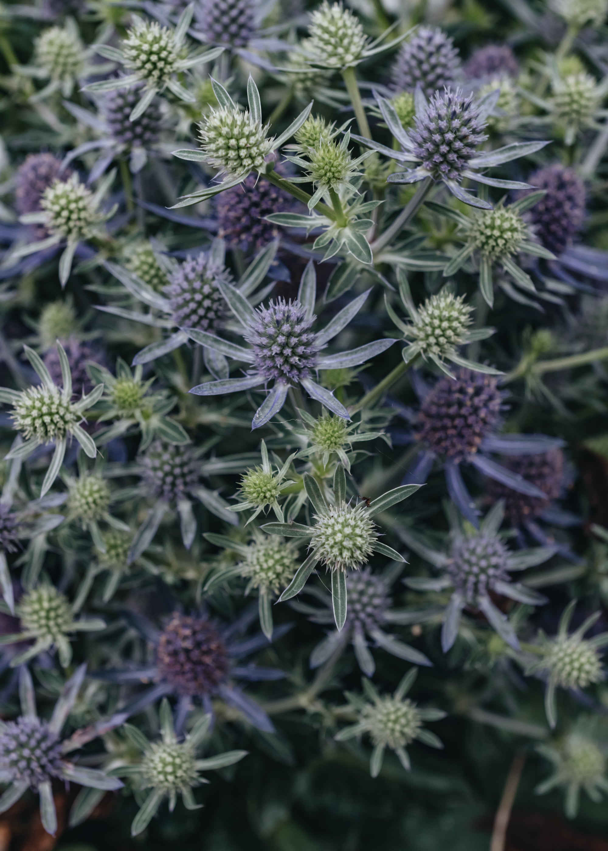 Eryngium Magical Blue Globe Burford Garden Co.