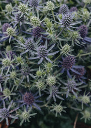 Eryngium Eryngium Magical Blue Globe