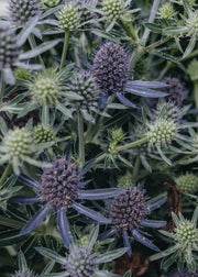 Eryngium Eryngium Magical Blue Globe