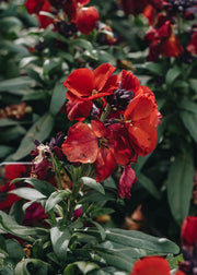 Erysimum Erysimum Winter Passion