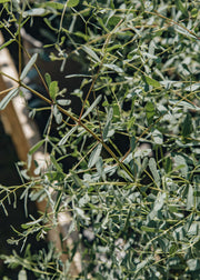 Eucalyptus Eucalyptus gunnii France Bleu, 3L