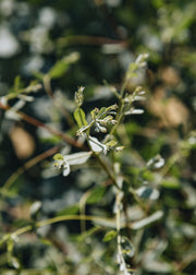 Eucalyptus Eucalyptus gunnii France Bleu, 3L