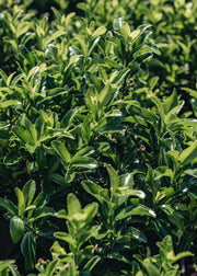 Euonymus Euonymus Japonica Green Spire Ball, 5L