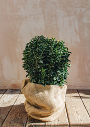 Euonymus Euonymus Japonica Green Spire Ball, 5L