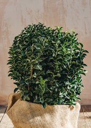 Euonymus Euonymus Japonica Green Spire Ball, 5L