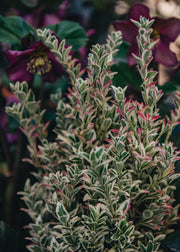 Japanese Spindle Euonymus White Spire 3L