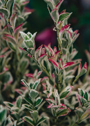 Japanese Spindle Euonymus White Spire 3L