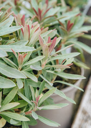 Euphorbia Euphorbia Galaxy Glow, 2/3L