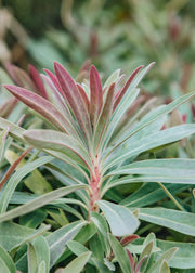 Euphorbia Euphorbia Galaxy Glow, 2/3L