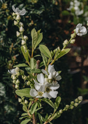 Exochorda Exochorda racemosa Niagra, 3L