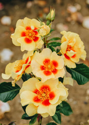 Wharton's Roses Rosa Eye of the Tiger