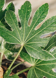 Fatsia Fatsia japonica Spider's Web, 3L